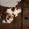 kitties01